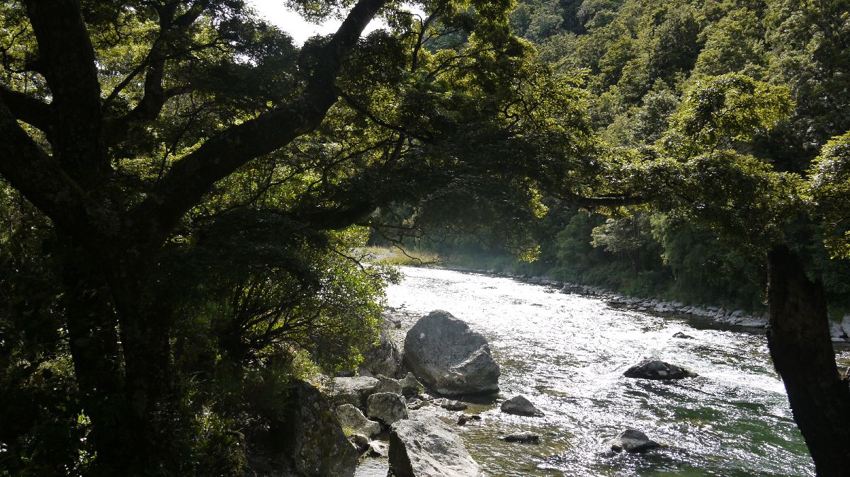 Zwischen Nelson, Westport und Karamea 