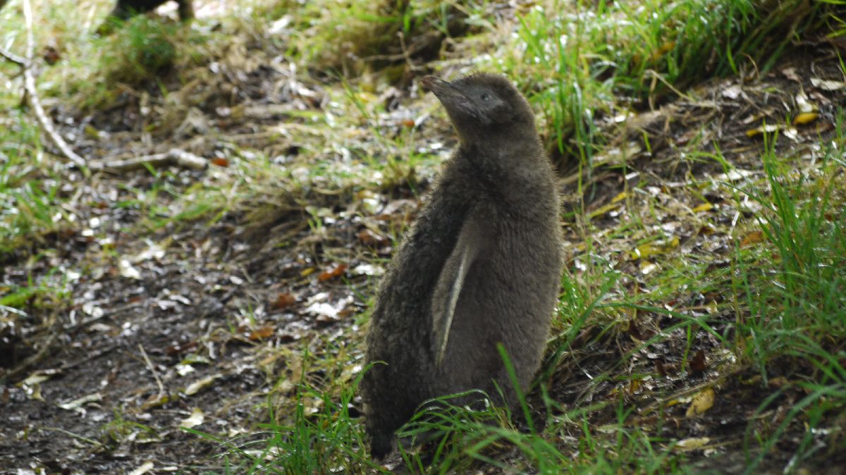 Seelwen und Pinguine