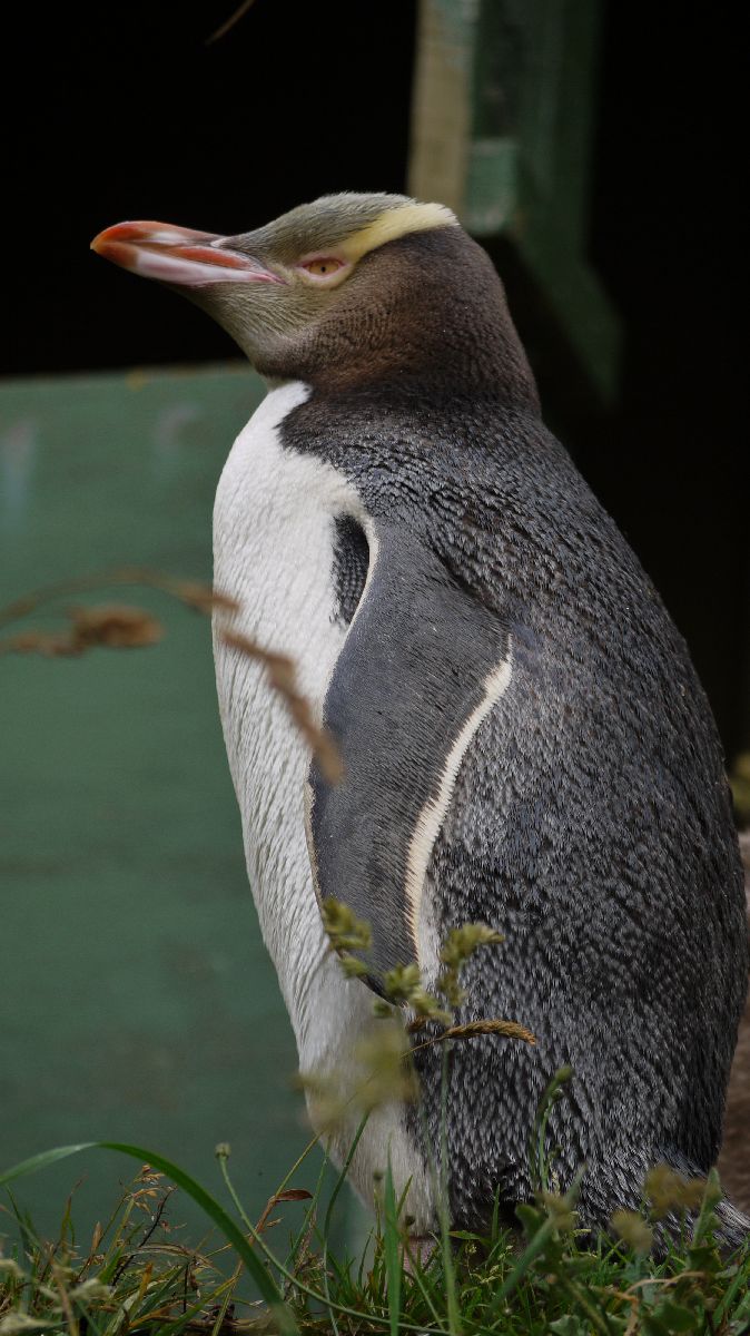 Seelwen und Pinguine