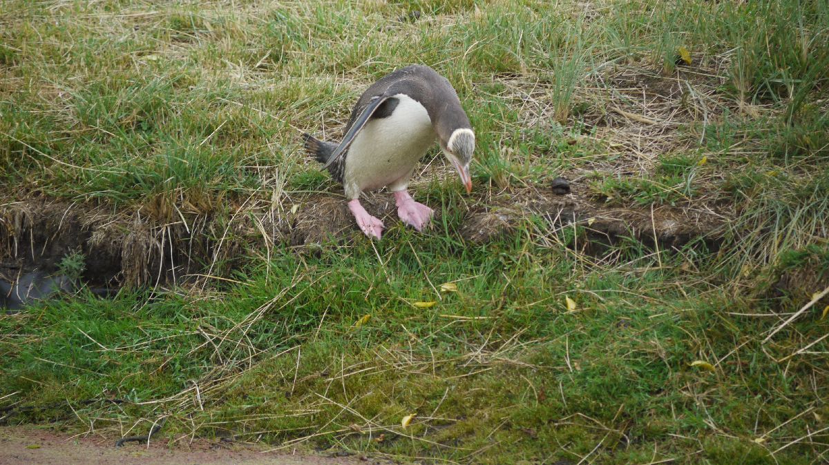 Seelwen und Pinguine