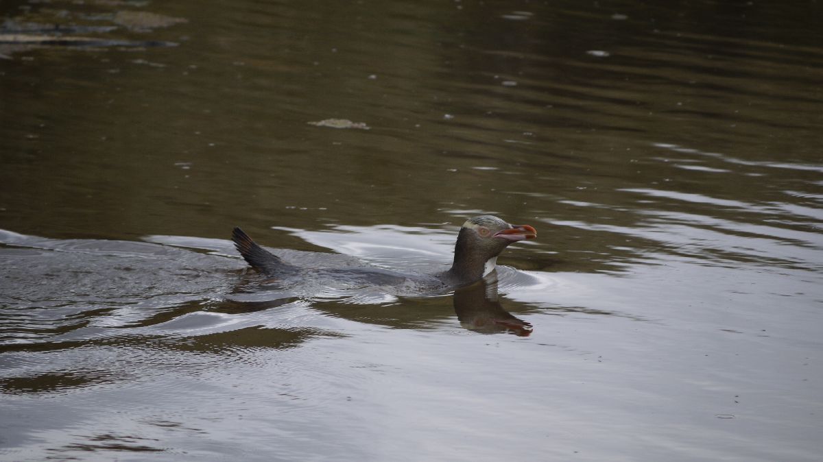 Seelwen und Pinguine