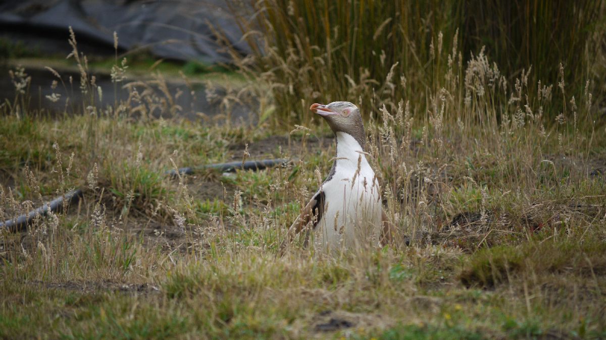 Seelwen und Pinguine