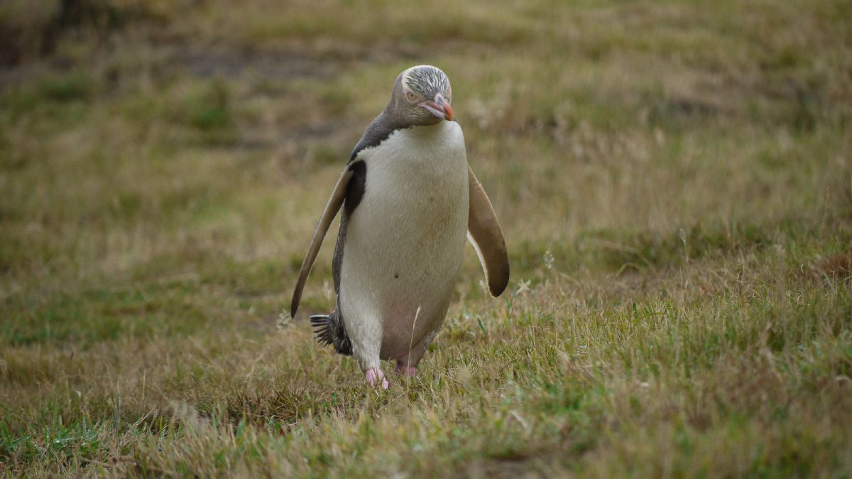 Seelwen und Pinguine